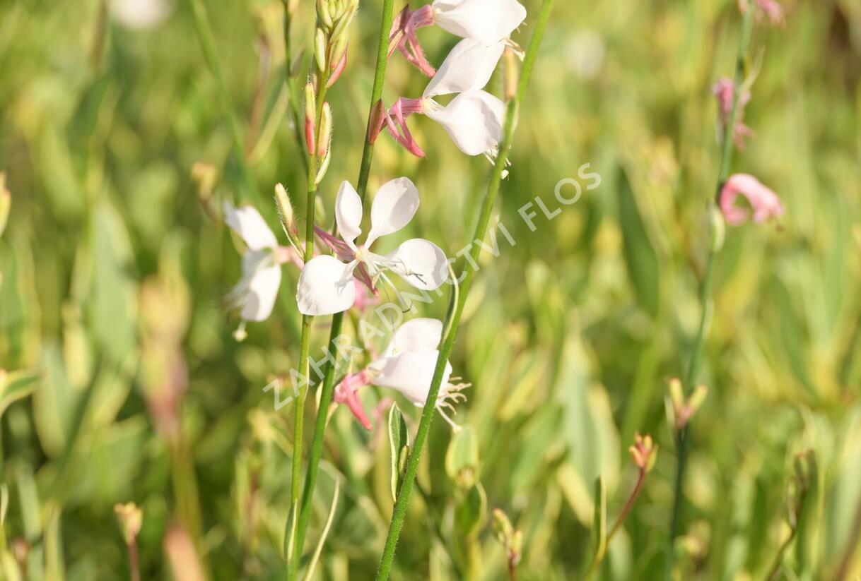 Svíčkovec 'Corrie's Gold' - Gaura lindheimeri 'Corrie's Gold'