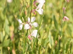 Svíčkovec 'Corrie's Gold' - Gaura lindheimeri 'Corrie's Gold'