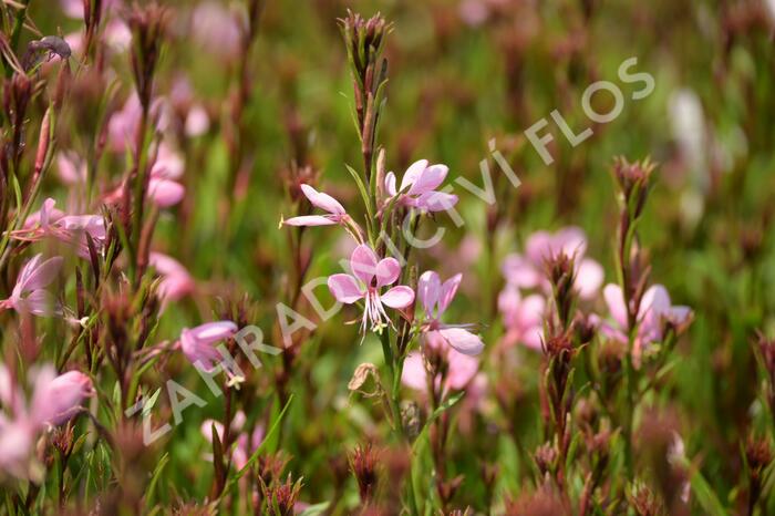 Svíčkovec 'Baby Butterfly Dark Pink' - Gaura lindheimeri 'Baby Butterfly Dark Pink'