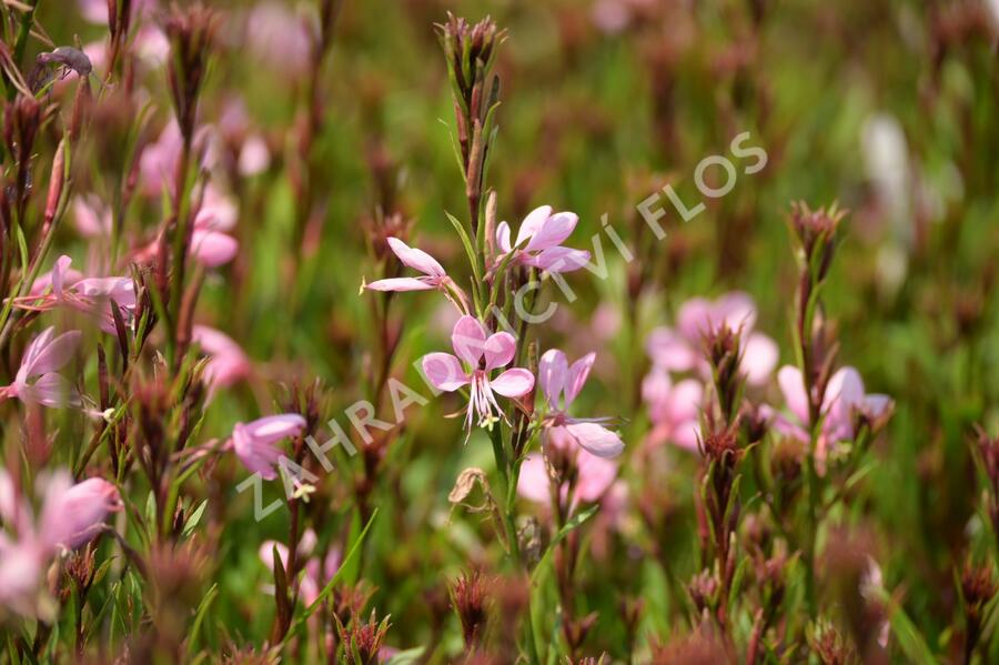 Svíčkovec 'Baby Butterfly Dark Pink' - Gaura lindheimeri 'Baby Butterfly Dark Pink'