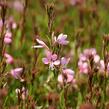 Svíčkovec 'Baby Butterfly Dark Pink' - Gaura lindheimeri 'Baby Butterfly Dark Pink'