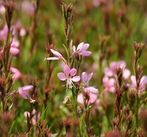 Svíčkovec 'Baby Butterfly Dark Pink' - Gaura lindheimeri 'Baby Butterfly Dark Pink'