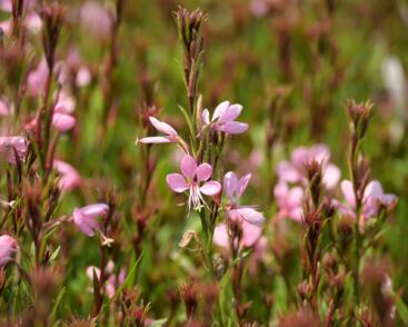 Svíčkovec 'Baby Butterfly Dark Pink'