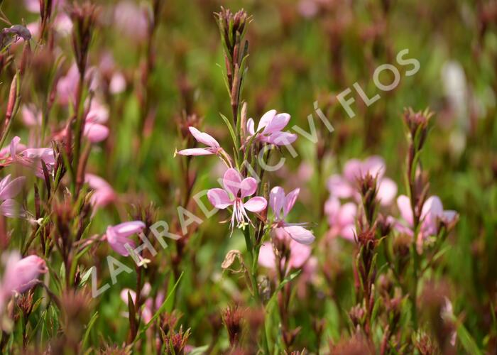 Svíčkovec 'Baby Butterfly Dark Pink' - Gaura lindheimeri 'Baby Butterfly Dark Pink'