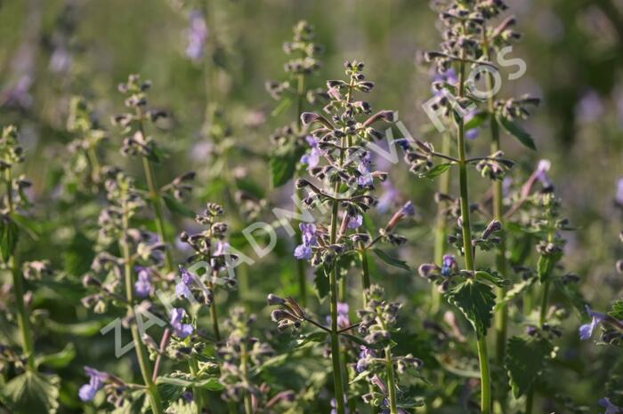 Šanta zkřížená 'Dropmore' - Nepeta x faassenii 'Dropmore'