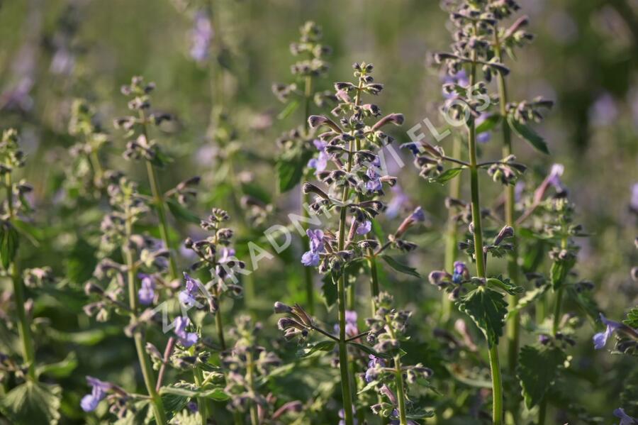 Šanta zkřížená 'Dropmore' - Nepeta x faassenii 'Dropmore'