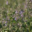 Šanta 'Dropmore' - Nepeta x faassenii 'Dropmore'