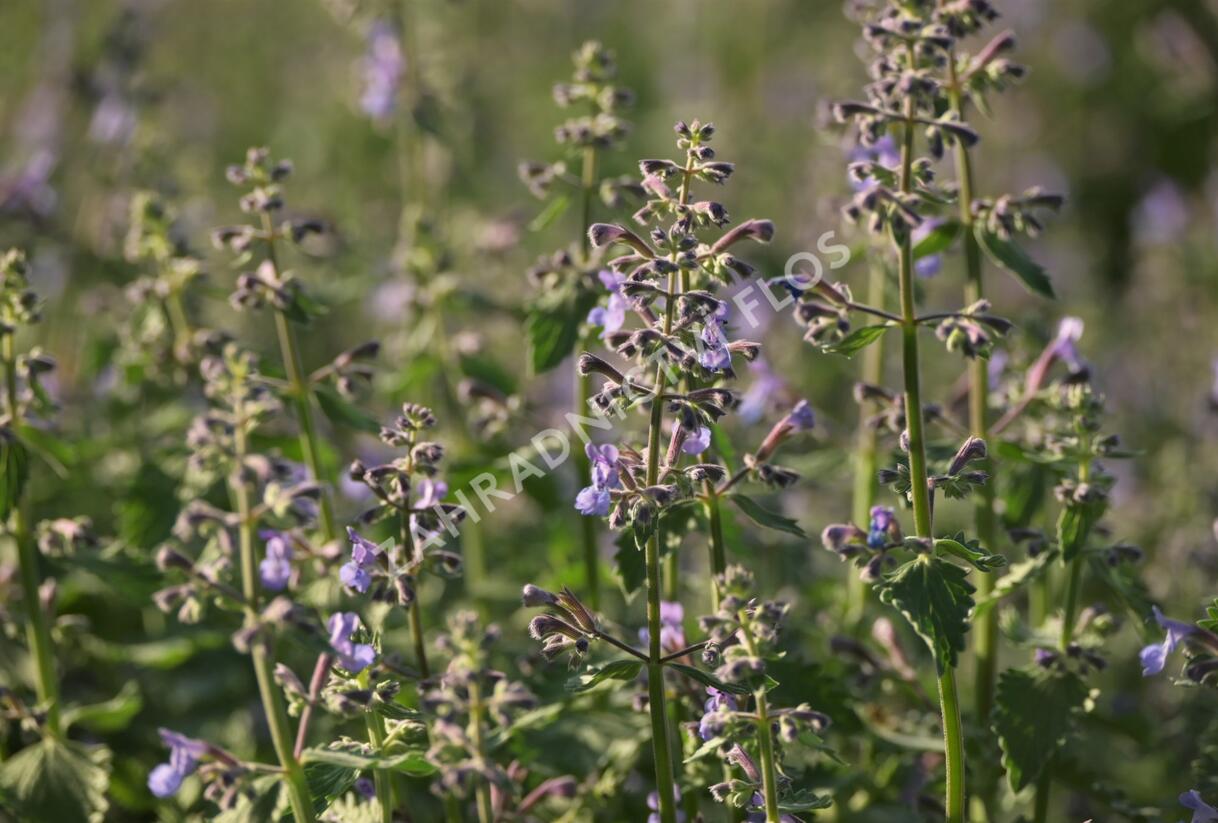 Šanta zkřížená 'Dropmore' - Nepeta x faassenii 'Dropmore'