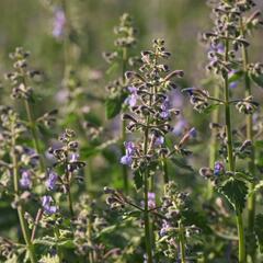 Šanta 'Dropmore' - Nepeta x faassenii 'Dropmore'