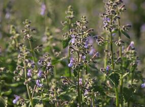 Šanta zkřížená 'Dropmore' - Nepeta x faassenii 'Dropmore'