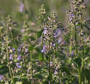 Šanta 'Dropmore' - Nepeta x faassenii 'Dropmore'