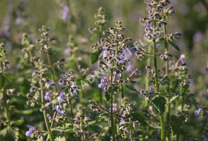 Šanta zkřížená 'Dropmore' - Nepeta x faassenii 'Dropmore'