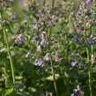 Šanta zkřížená 'Dropmore' - Nepeta x faassenii 'Dropmore'