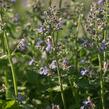 Šanta 'Dropmore' - Nepeta x faassenii 'Dropmore'