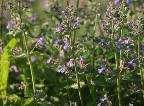 Šanta zkřížená 'Dropmore' - Nepeta x faassenii 'Dropmore'
