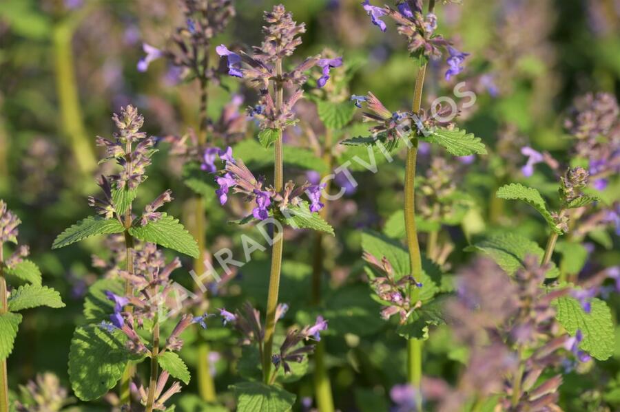Šanta hroznovitá 'Grog' - Nepeta racemosa 'Grog'