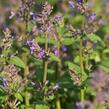 Šanta hroznovitá 'Grog' - Nepeta racemosa 'Grog'