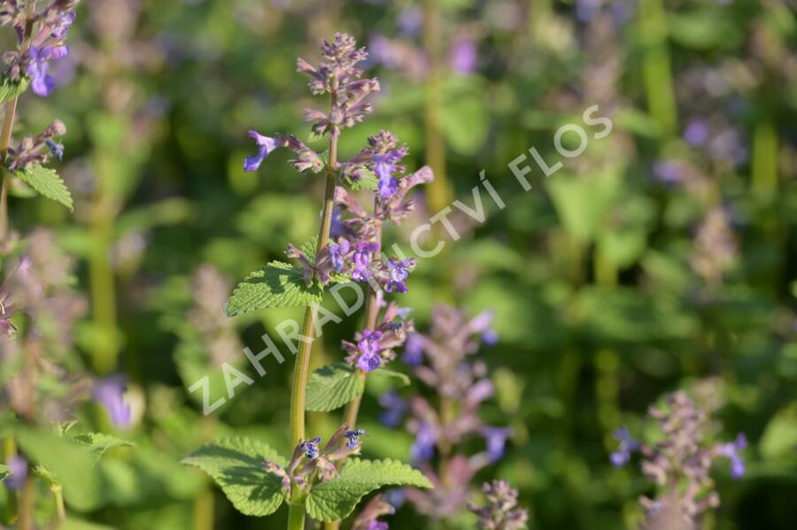 Šanta hroznovitá 'Grog' - Nepeta racemosa 'Grog'