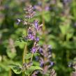 Šanta hroznovitá 'Grog' - Nepeta racemosa 'Grog'