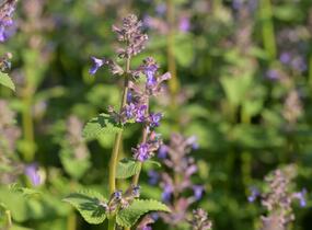 Šanta hroznovitá 'Grog' - Nepeta racemosa 'Grog'