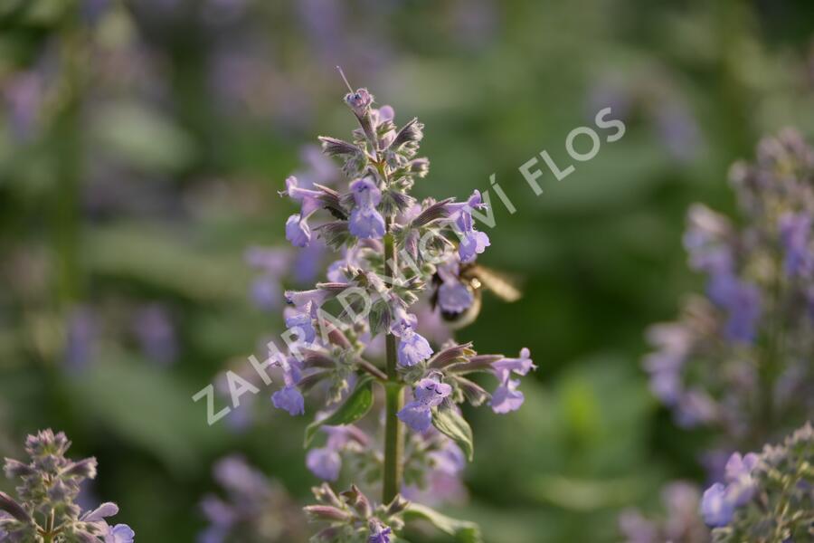 Šanta hroznovitá 'Grog' - Nepeta racemosa 'Grog'