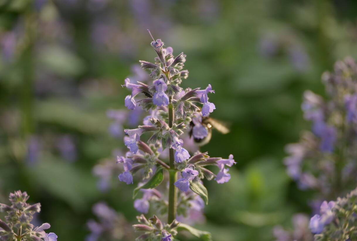 Šanta hroznovitá 'Grog' - Nepeta racemosa 'Grog'
