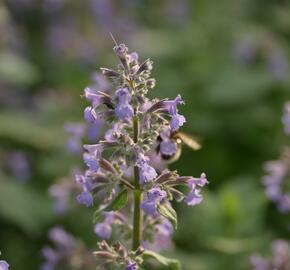 Šanta hroznovitá 'Grog' - Nepeta racemosa 'Grog'
