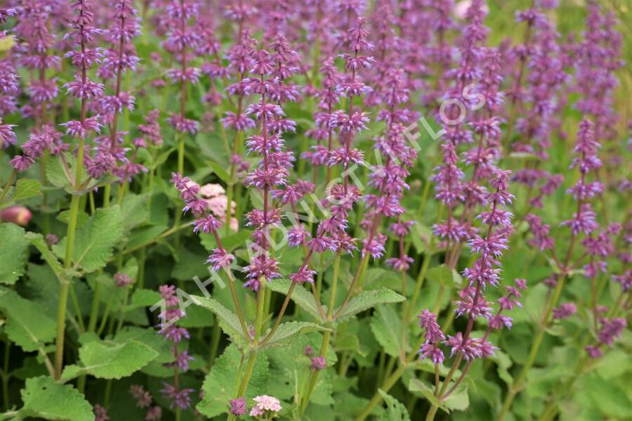 Šalvěj přeslenitá 'Endless Love' - Salvia verticillata 'Endless Love'