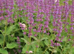 Šalvěj přeslenitá 'Endless Love' - Salvia verticillata 'Endless Love'