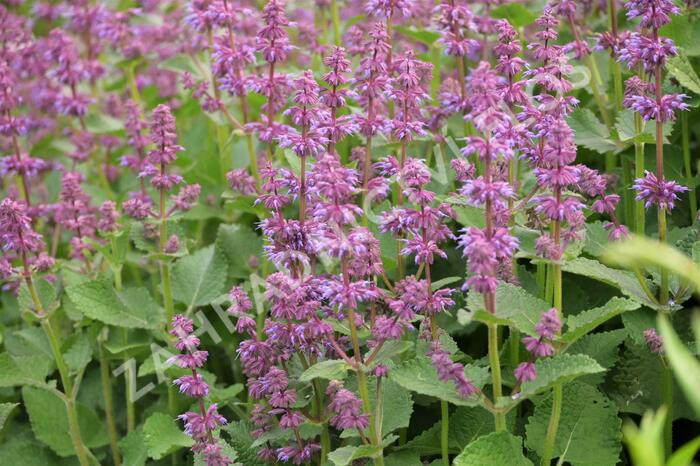 Šalvěj přeslenitá 'Endless Love' - Salvia verticillata 'Endless Love'