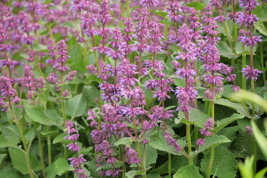 Šalvěj přeslenitá 'Endless Love' - Salvia verticillata 'Endless Love'