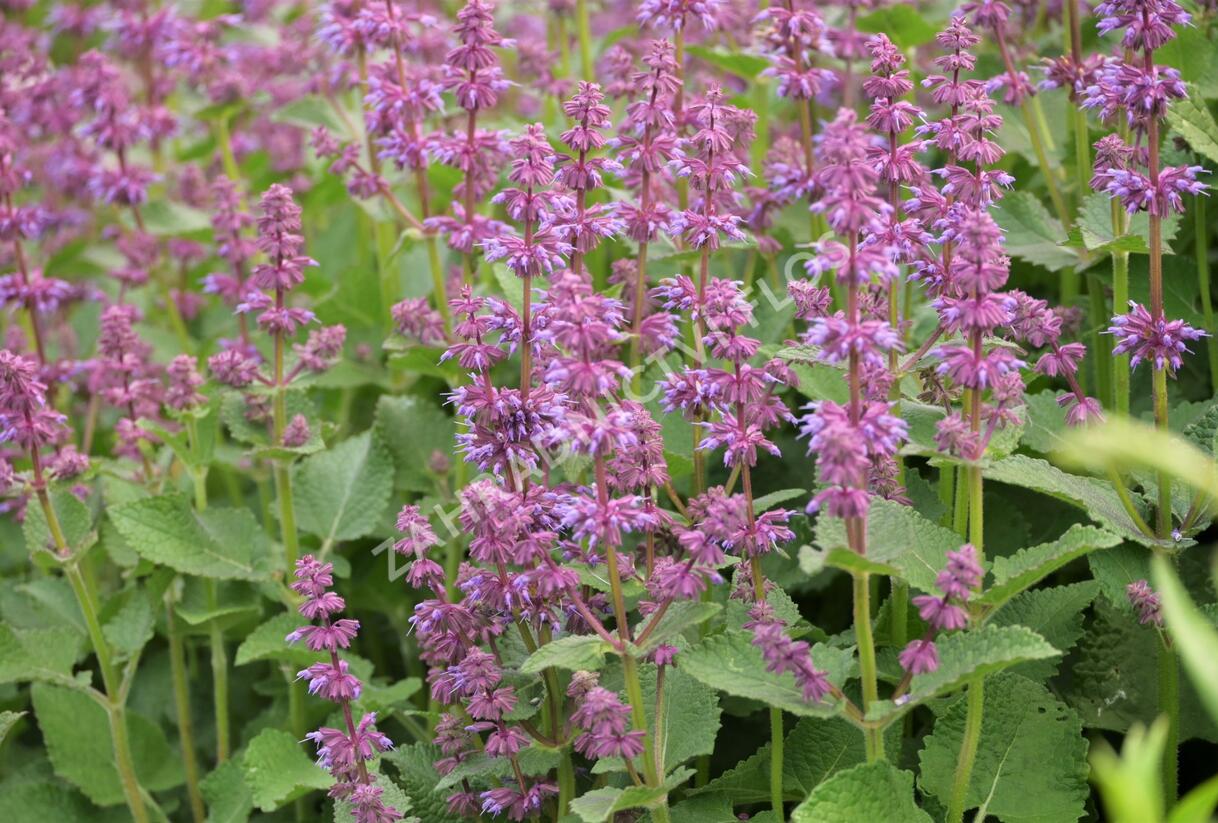 Šalvěj přeslenitá 'Endless Love' - Salvia verticillata 'Endless Love'