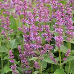 Šalvěj přeslenitá 'Endless Love' - Salvia verticillata 'Endless Love'