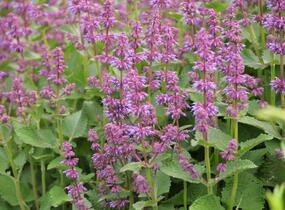 Šalvěj přeslenitá 'Endless Love' - Salvia verticillata 'Endless Love'