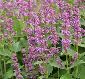 Šalvěj přeslenitá 'Endless Love' - Salvia verticillata 'Endless Love'