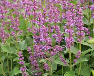 Šalvěj přeslenitá 'Endless Love'