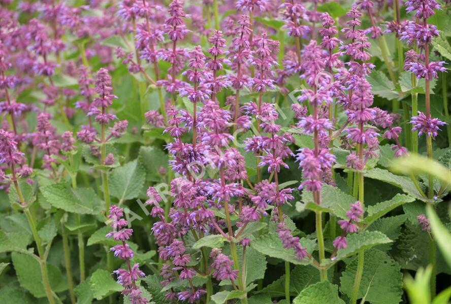 Šalvěj přeslenitá 'Endless Love' - Salvia verticillata 'Endless Love'