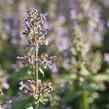 Šanta 'Summer Magic' - Nepeta grandiflora 'Summer Magic'
