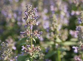 Šanta velkokvětá 'Summer Magic' - Nepeta grandiflora 'Summer Magic'