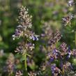 Šanta 'Summer Magic' - Nepeta grandiflora 'Summer Magic'