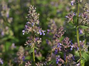 Šanta velkokvětá 'Summer Magic' - Nepeta grandiflora 'Summer Magic'