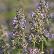 Šanta 'Summer Magic' - Nepeta grandiflora 'Summer Magic'