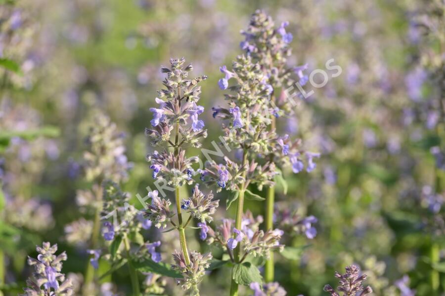 Šanta 'Summer Magic' - Nepeta grandiflora 'Summer Magic'