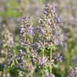Šanta 'Summer Magic' - Nepeta grandiflora 'Summer Magic'