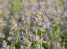 Šanta velkokvětá 'Summer Magic' - Nepeta grandiflora 'Summer Magic'