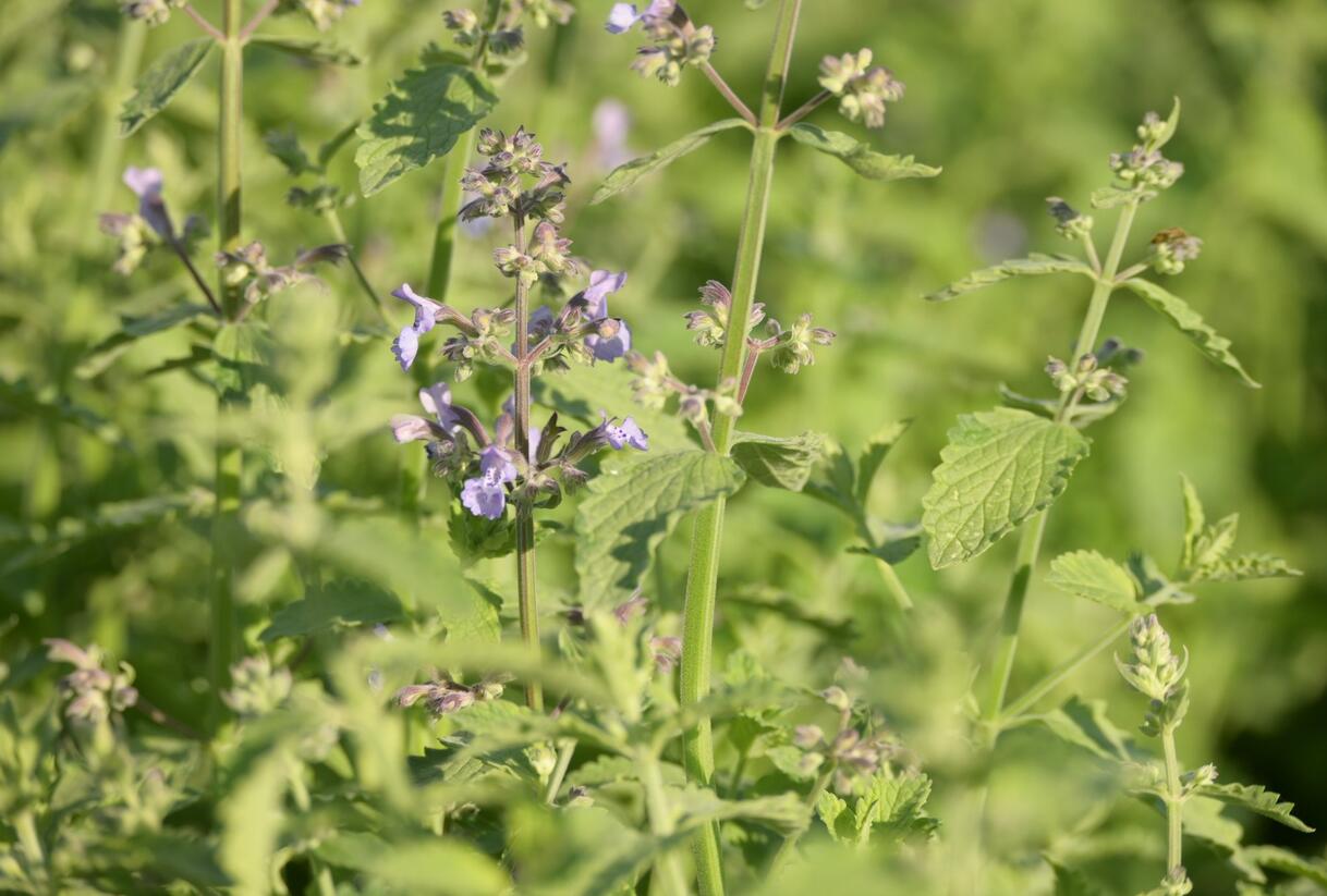 Šanta zkřížená 'Six Hills Giant Gold' - Nepeta x faassenii 'Six Hills Giant Gold'