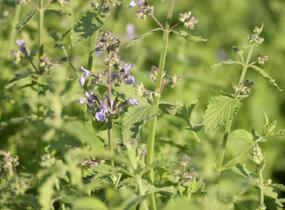 Šanta zkřížená 'Six Hills Giant Gold' - Nepeta x faassenii 'Six Hills Giant Gold'