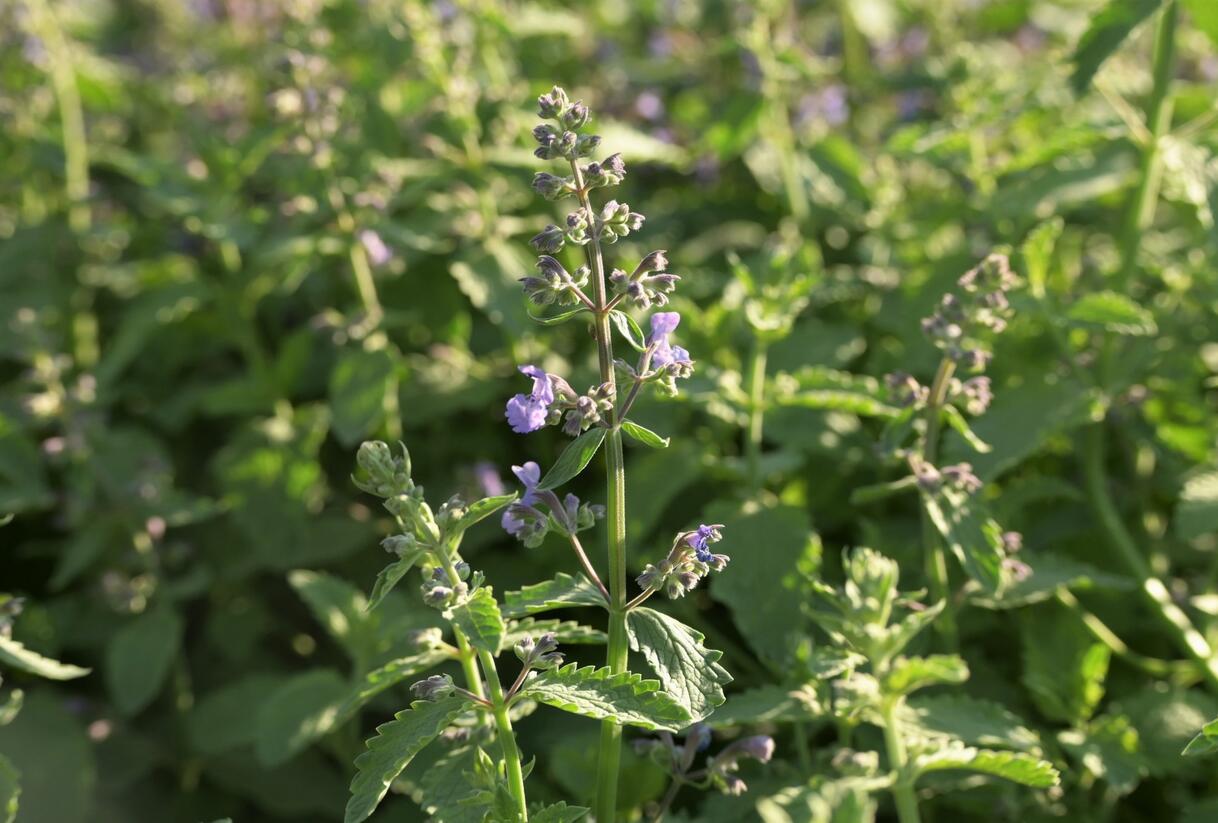 Šanta zkřížená 'Six Hills Giant Gold' - Nepeta x faassenii 'Six Hills Giant Gold'