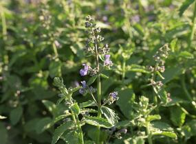 Šanta zkřížená 'Six Hills Giant Gold' - Nepeta x faassenii 'Six Hills Giant Gold'