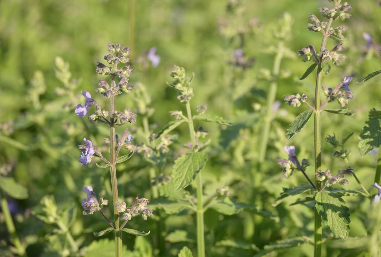 Šanta zkřížená 'Six Hills Giant Gold' - Nepeta x faassenii 'Six Hills Giant Gold'